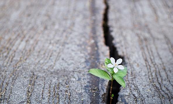 Flower growing in a crack in the street